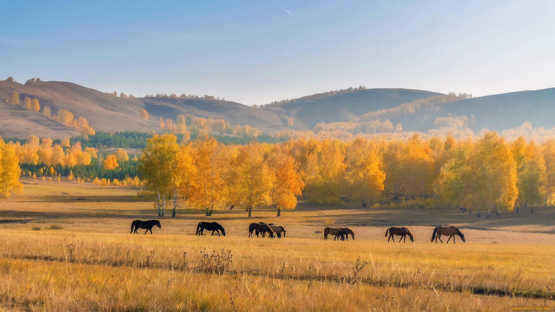 животные, лошади, осень, пейзаж, кони, поле, природа