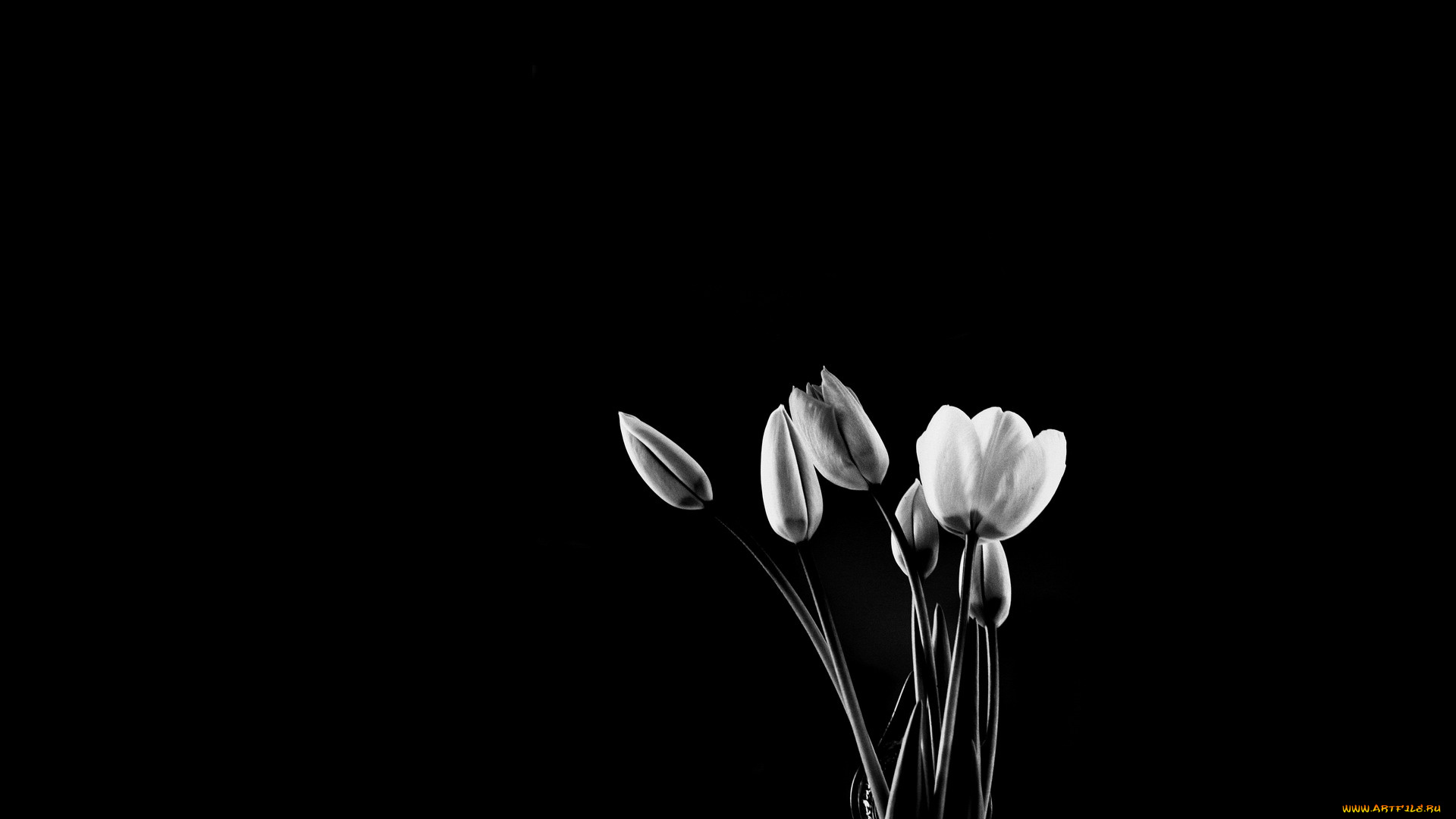 цветы, тюльпаны, бутоны, черный, фон