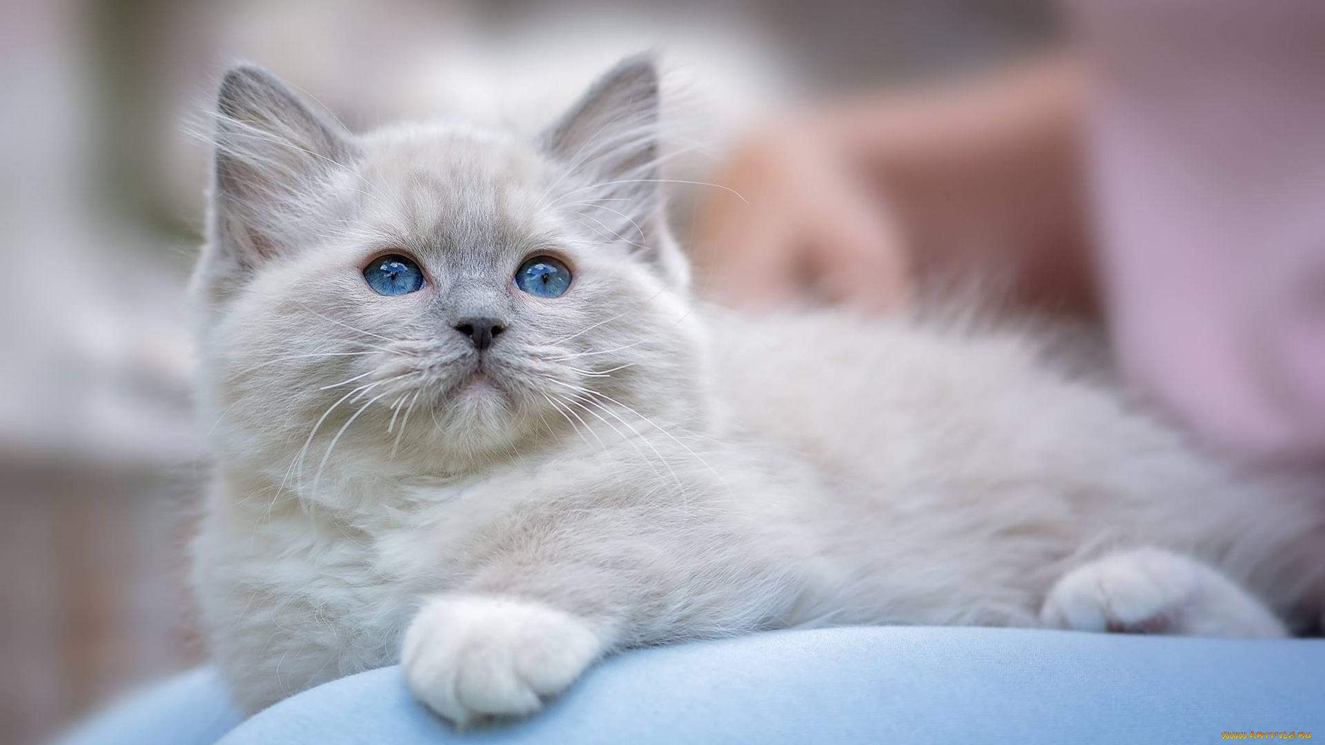 животные, коты, котёнок, голубые, глаза