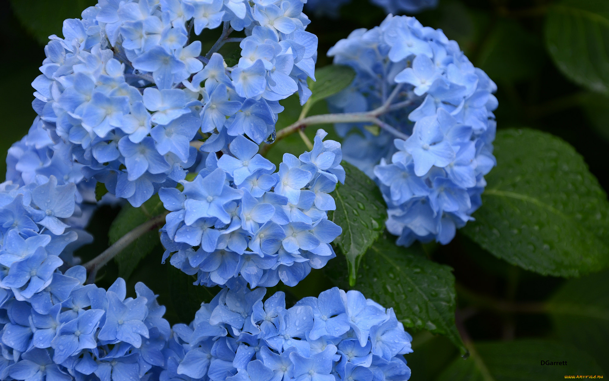 цветы, гортензия, голубые