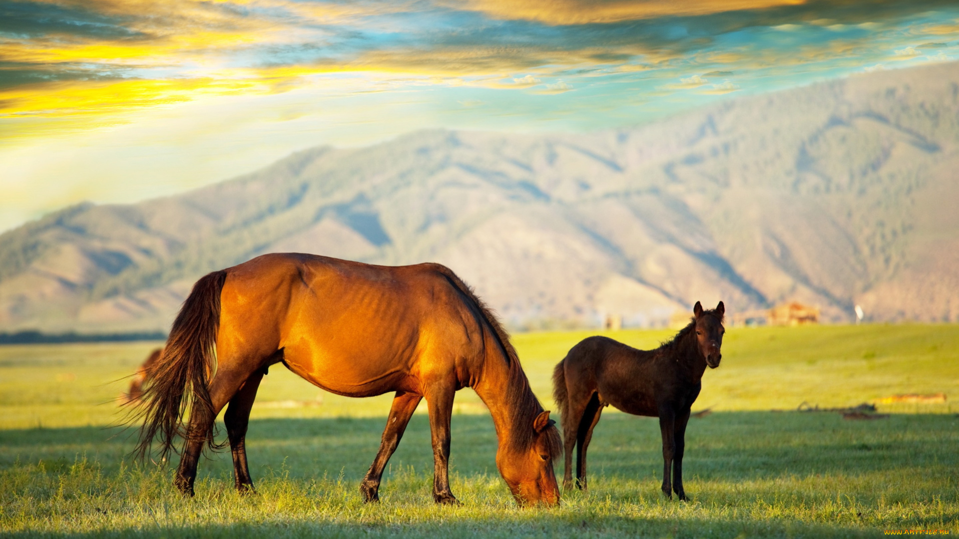 животные, лошади, жеребенок, горы, лошадь, облака, красочно, небо, трава, поле