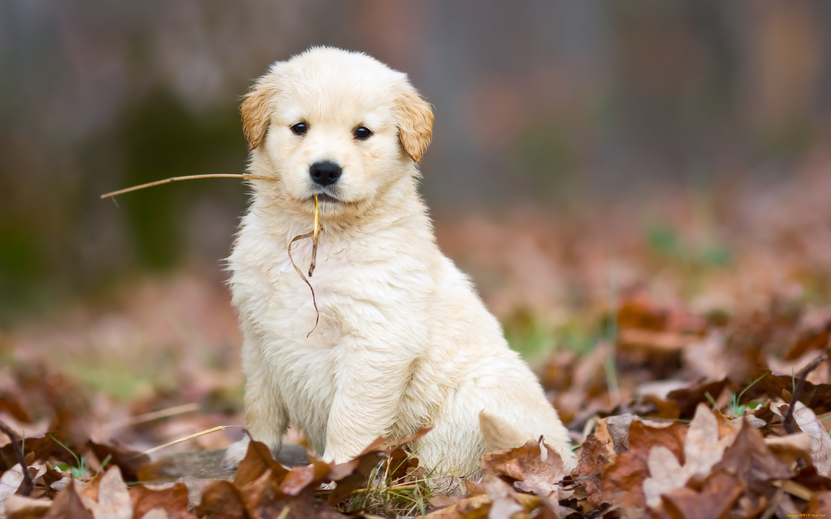 животные, собаки, соломинка, опавшие, листья, осень, белый, милый, щенок, собака