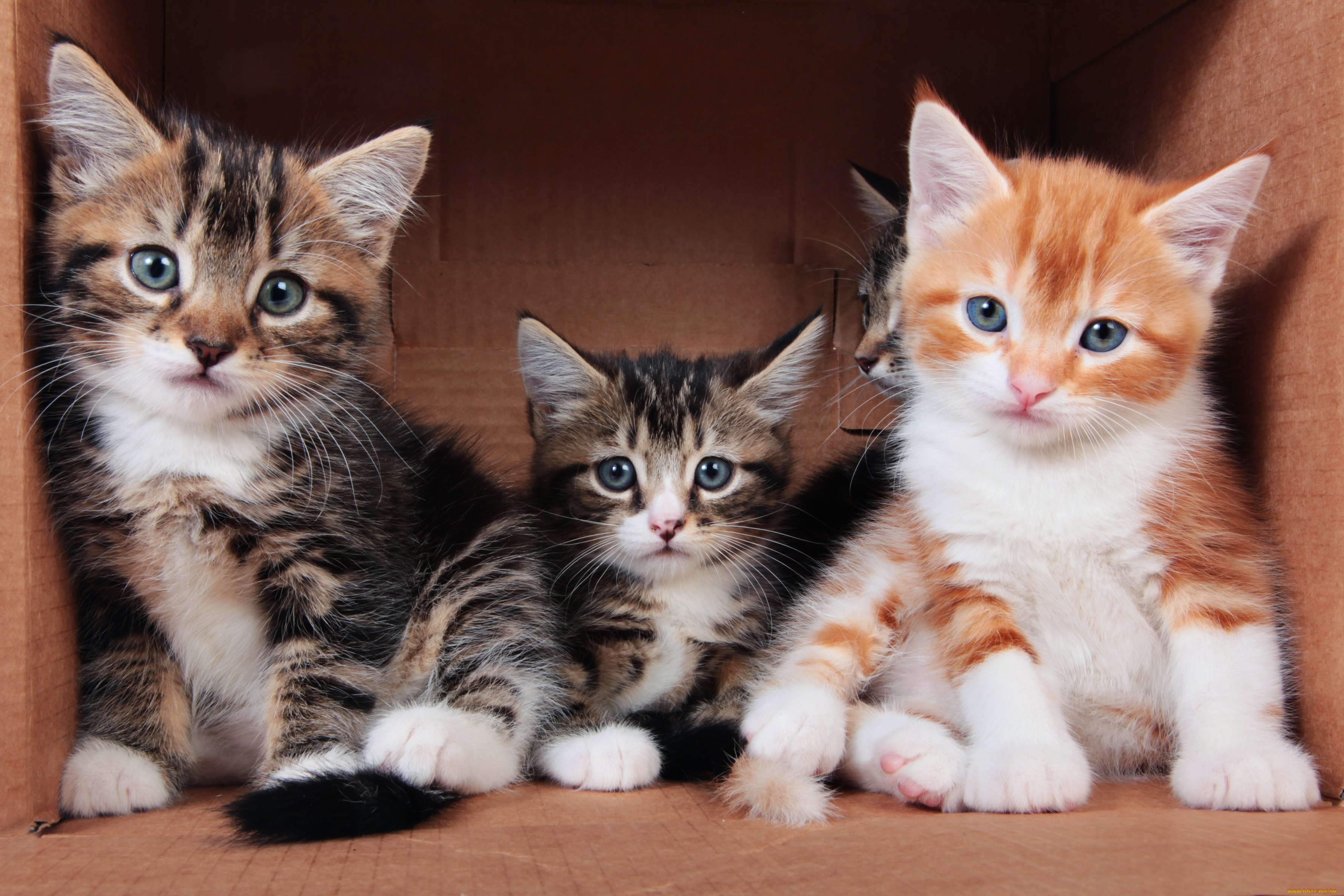 животные, коты, трио, кошки, коричневый, коробка, три, трое, рыжий, умники, полосатые, серые, фон, котята