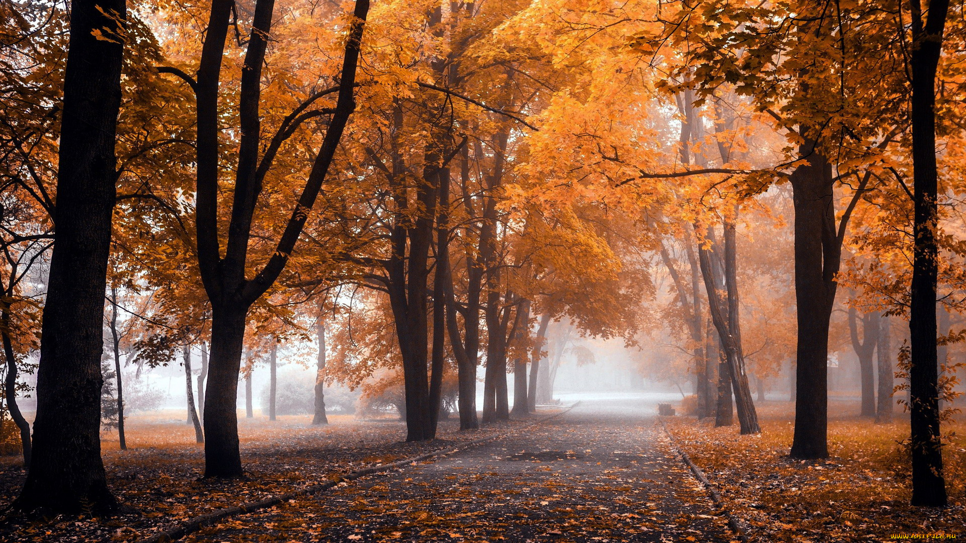природа, парк, аллея, осень, листопад, туман