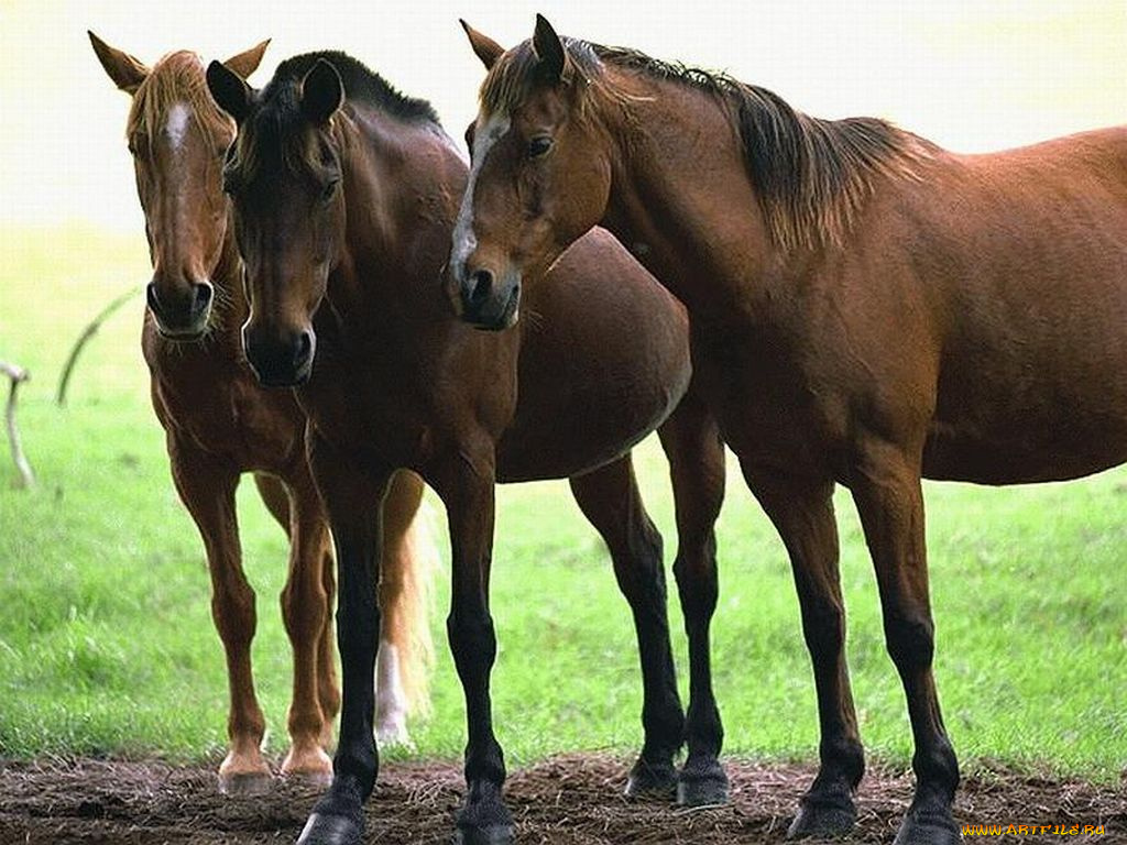 животные, лошади