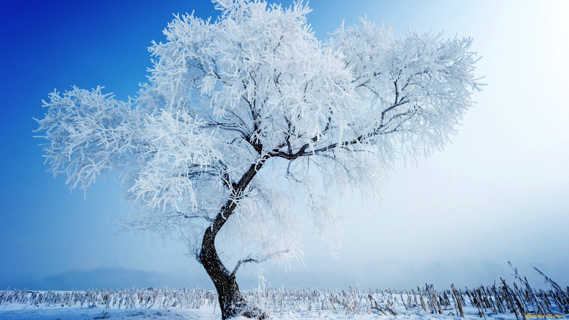 природа, деревья, зима, снег, дерево