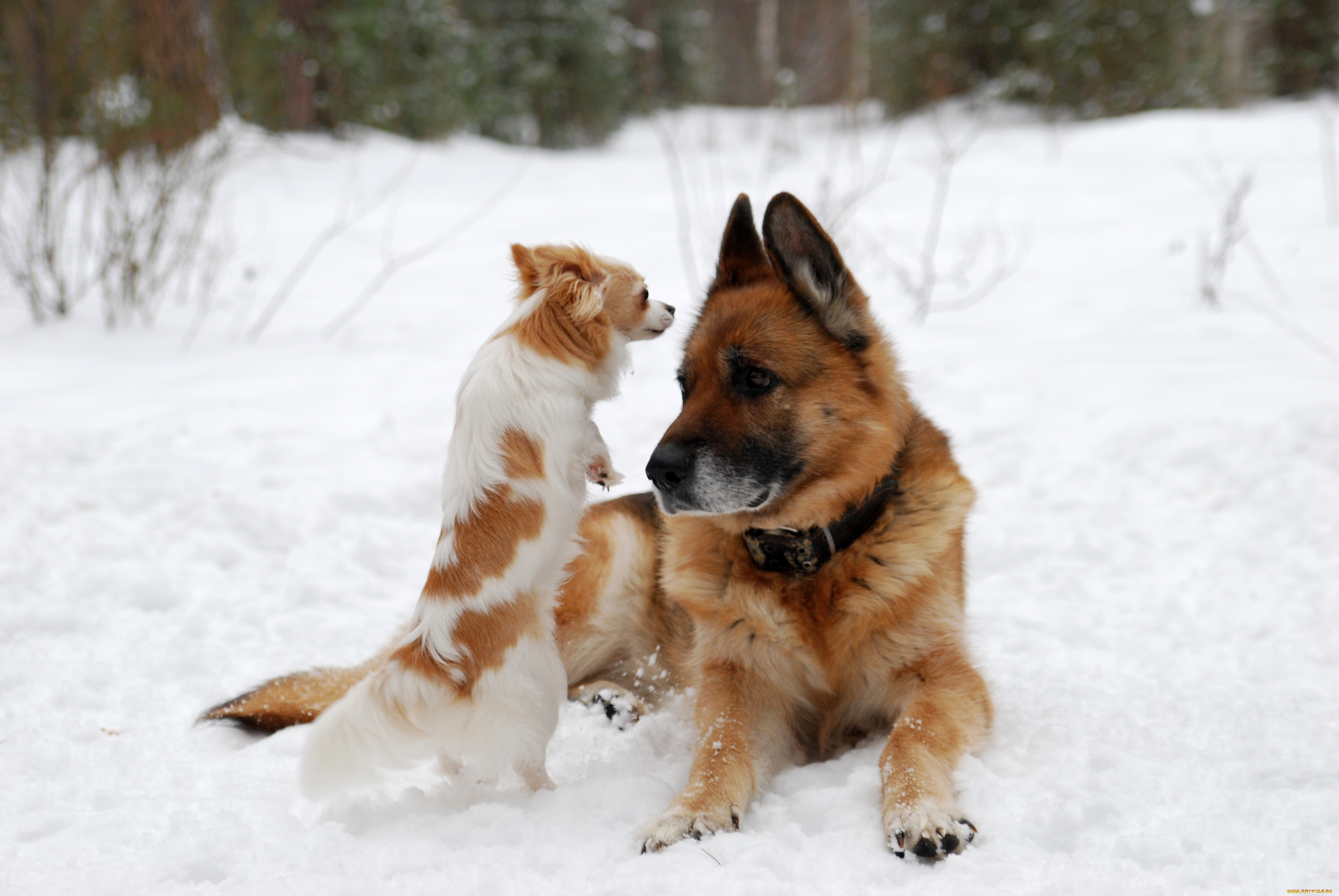 животные, собаки, собака, зима, снег