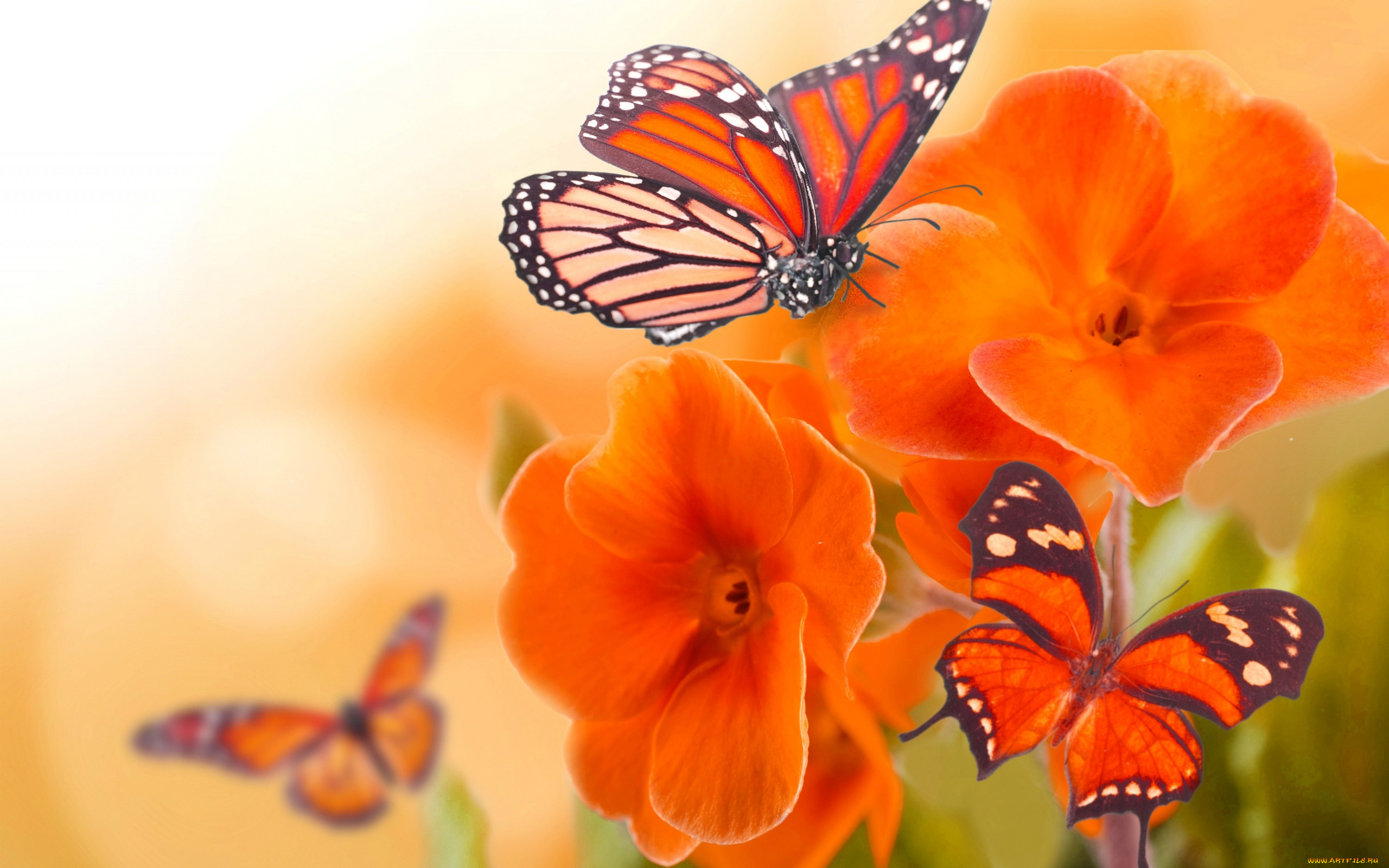 животные, бабочки, , мотыльки, , моли, бабочка, цветы, природа, коллаж