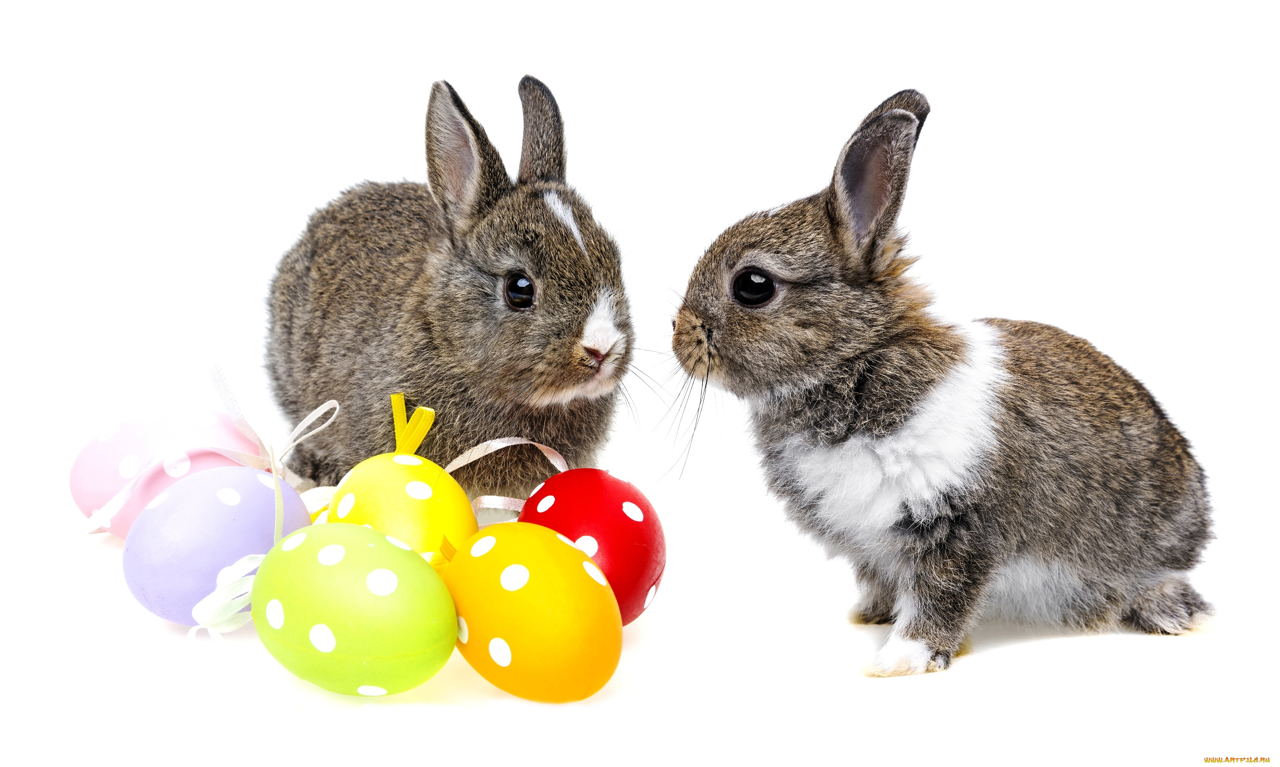животные, кролики, , зайцы, крольчата, пасха, серые, яйца