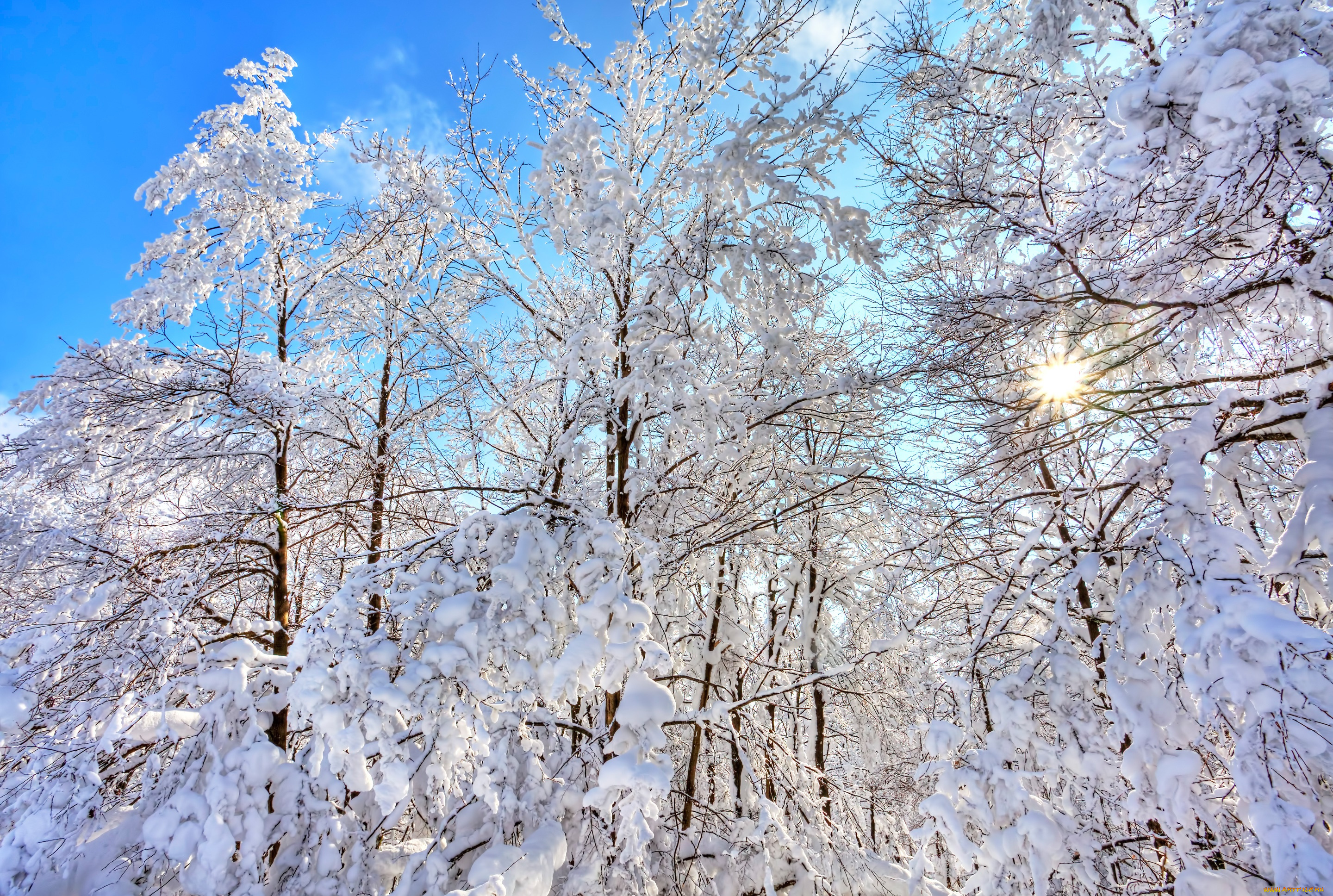 природа, зима, небо, снег, деревья, лес