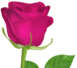 Картинка векторная+графика цветы+ flowers фон лепестки роза