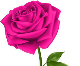 Картинка векторная+графика цветы+ flowers фон лепестки роза