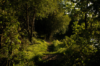 Картинка horwich англия природа лес