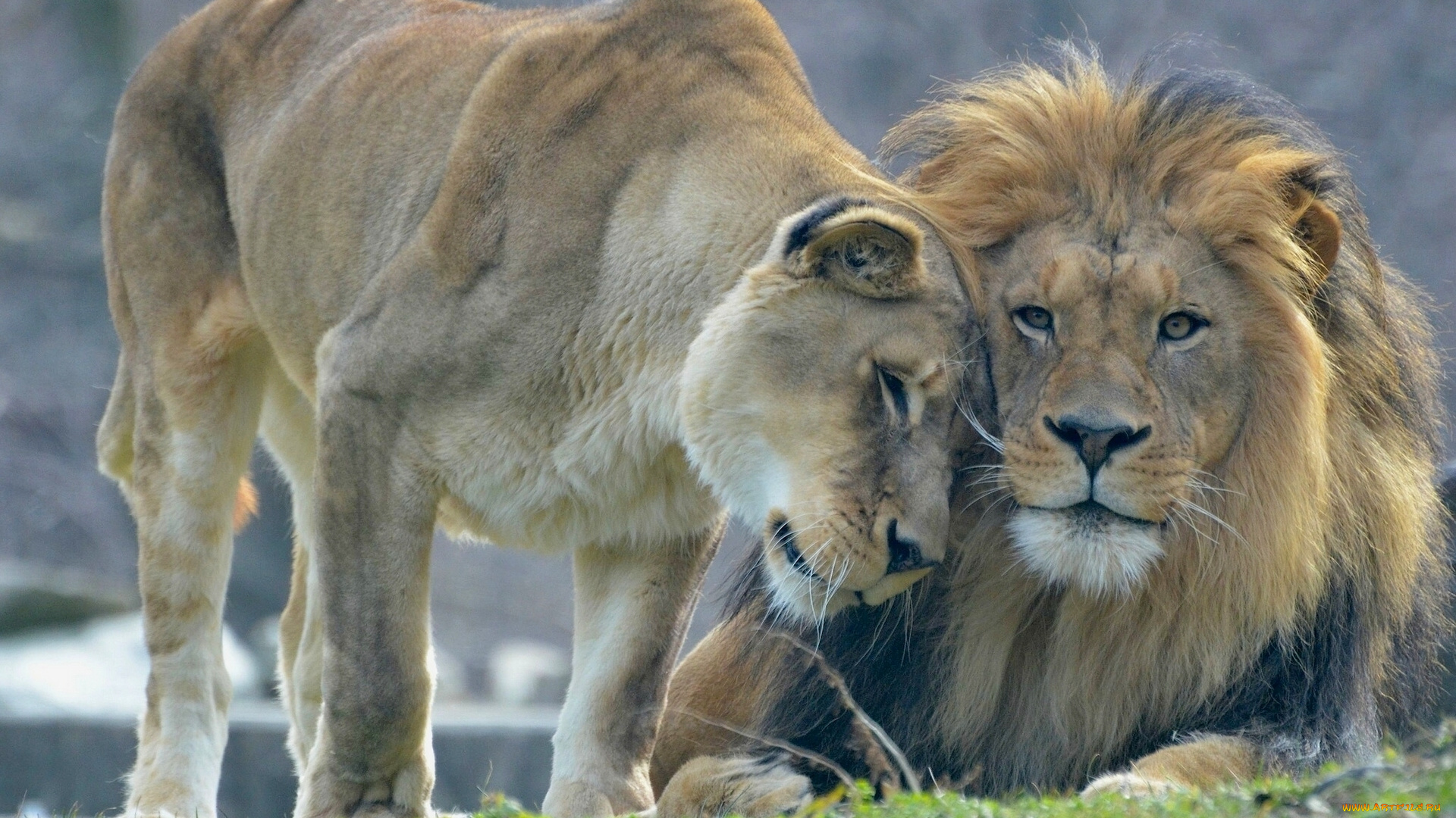 животные, львы, лев, львица, любовь
