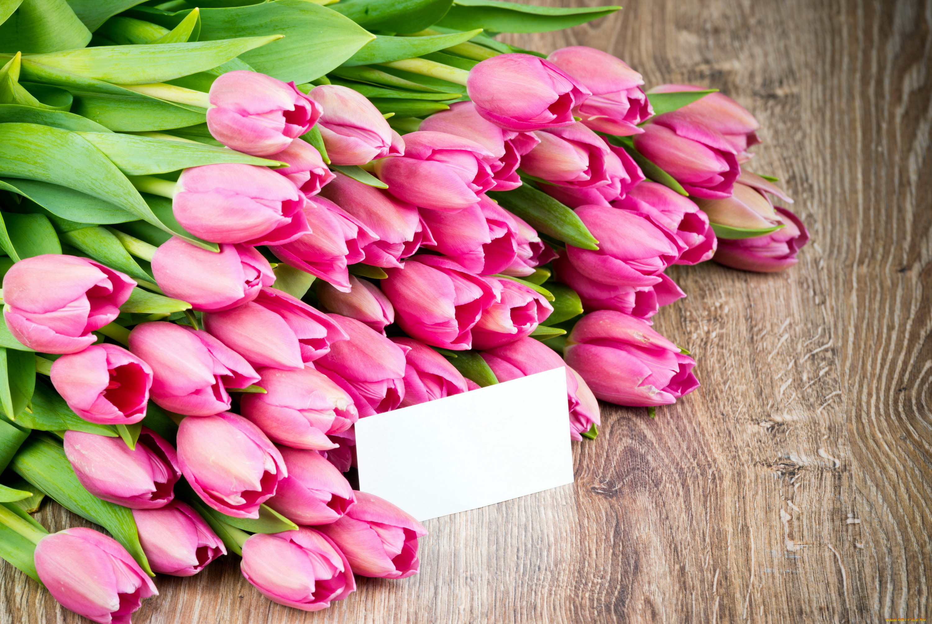 цветы, тюльпаны, записка, розовый, много, бутоны