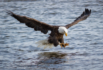 Картинка животные птицы+-+хищники хищник река крылья атака полет рыбалка белоголовый орлан