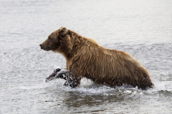 Картинка животные медведи вода брызги молодой медведь бурый