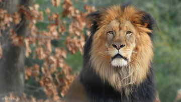 Картинка животные львы грива царь зверей лев портрет