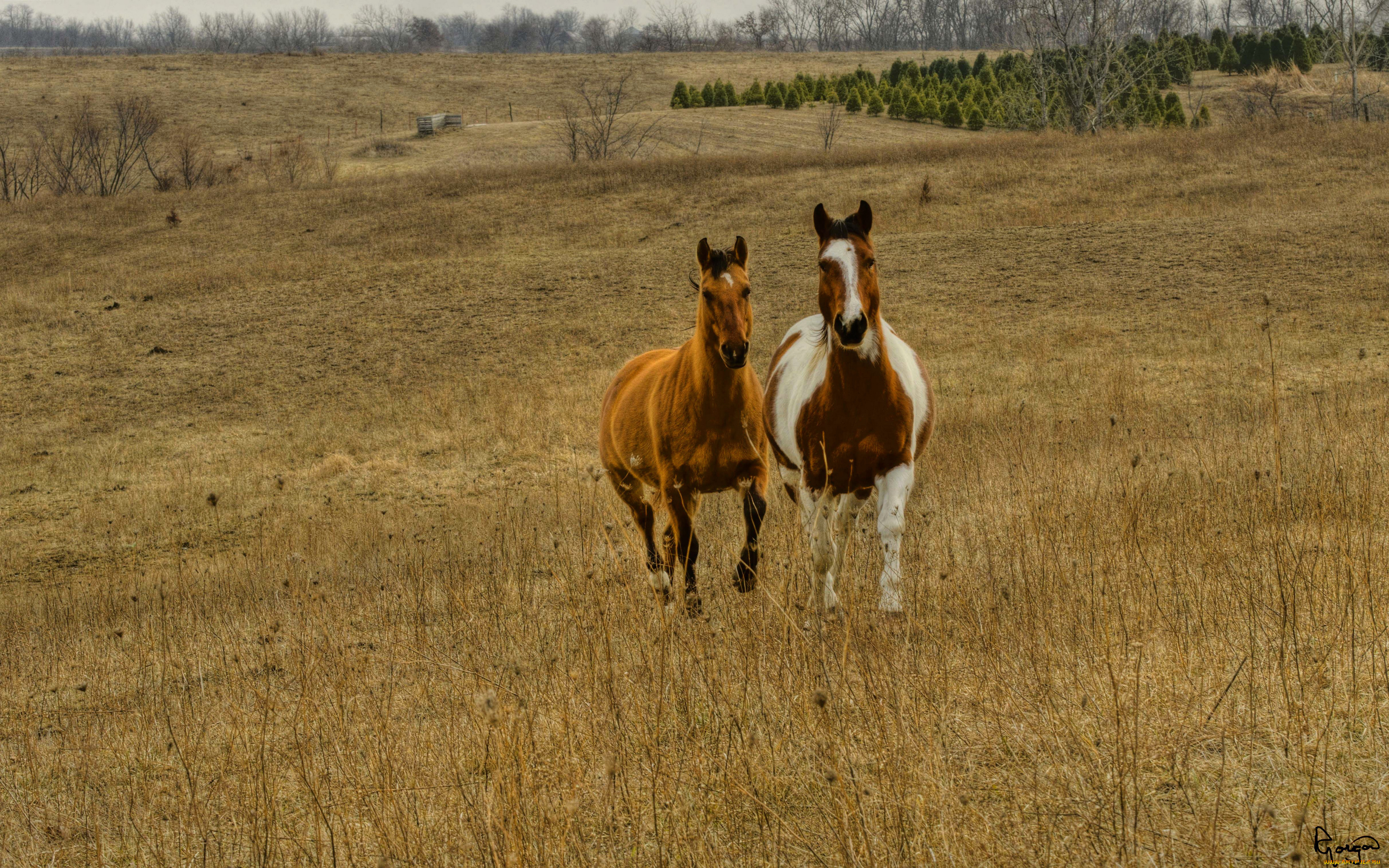 животные, лошади, поле