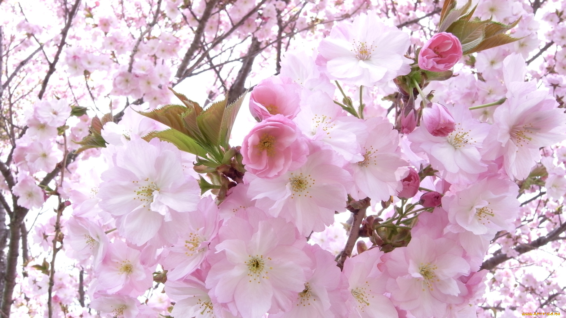 цветы, сакура, вишня, розовый, цветение