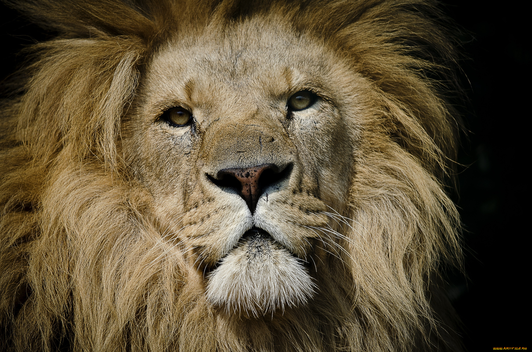 животные, львы, портрет