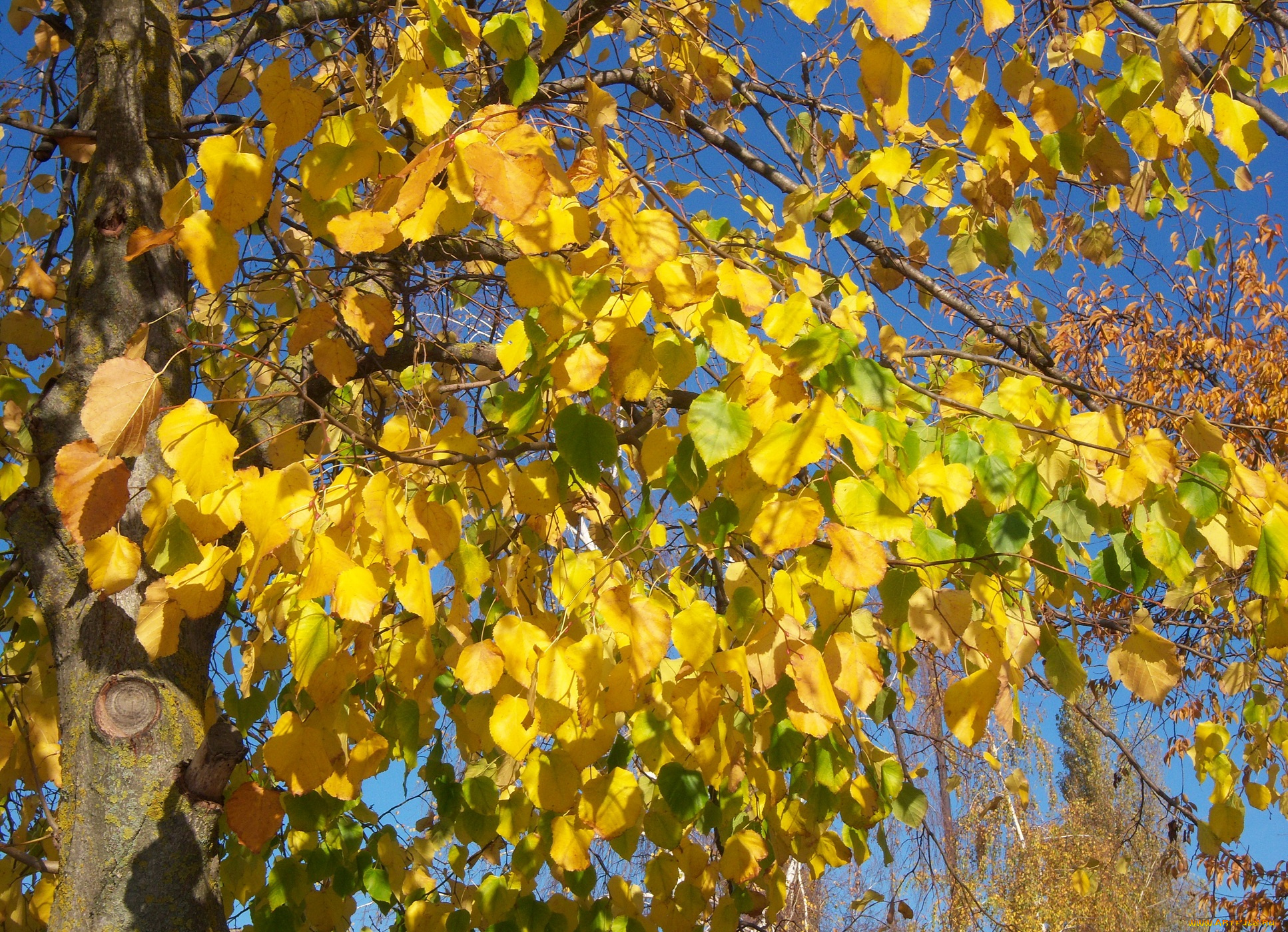 природа, листья, жёлтые, листва, осень, солнечно, ярко, ветви