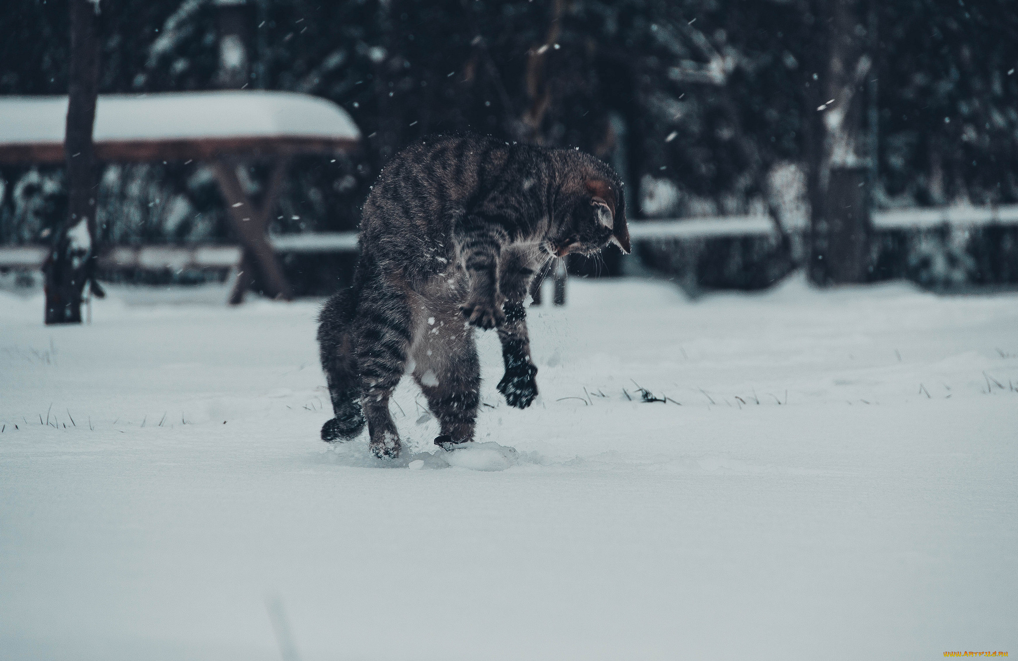 животные, коты, зима, снег, котяра, кошак, кот