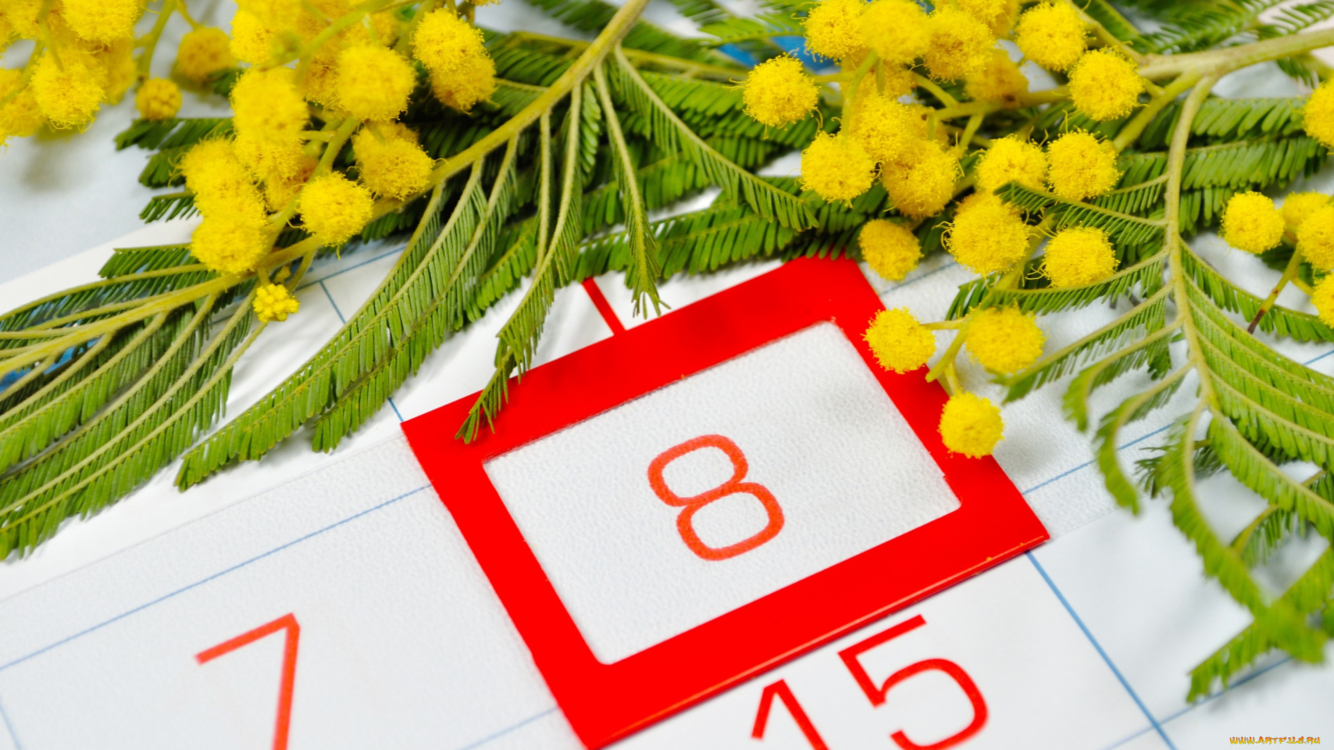 праздничные, международный, женский, день, -, 8, марта, цветки, дата, календарь, желтые, красные, женский, день, числа, мимоза, 8, марта