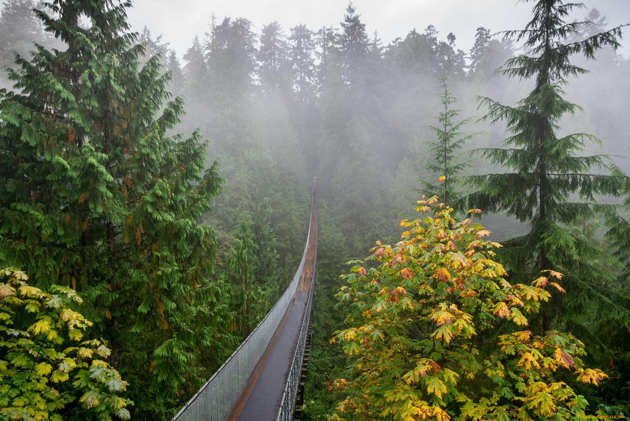 природа, дороги, туман, осень, деревья, мост, подвесной, лес