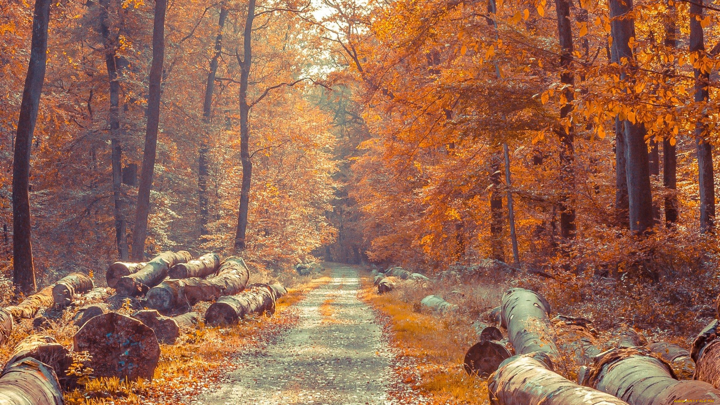 природа, дороги, дорога, бревна, осень, лес