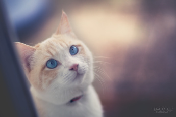 Картинка животные коты морда глаза внимание интерес кошка