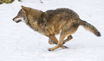 Картинка животные волки +койоты +шакалы снег бег