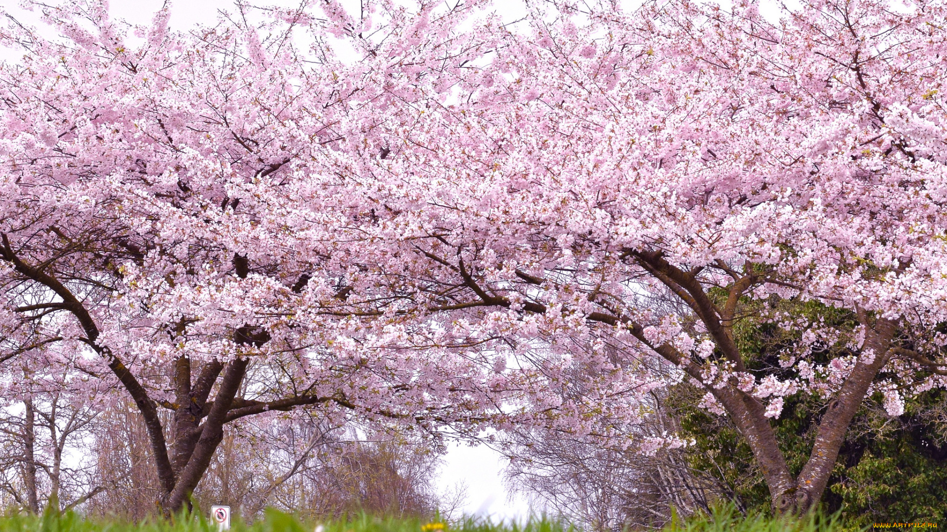 цветы, сакура, , вишня, нежность, красота, деревья, парк, весна, цветение