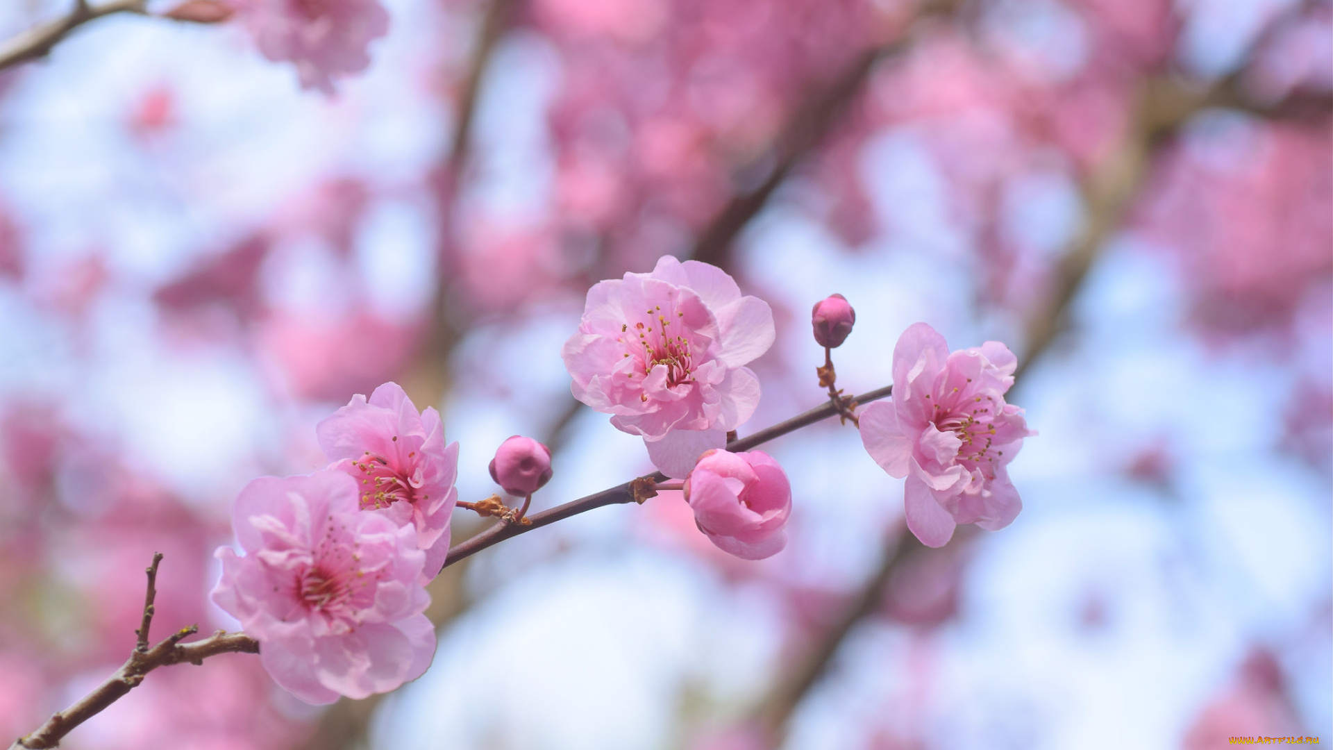 цветы, сакура, , вишня, нежность, макро, розовые, весна, вишня