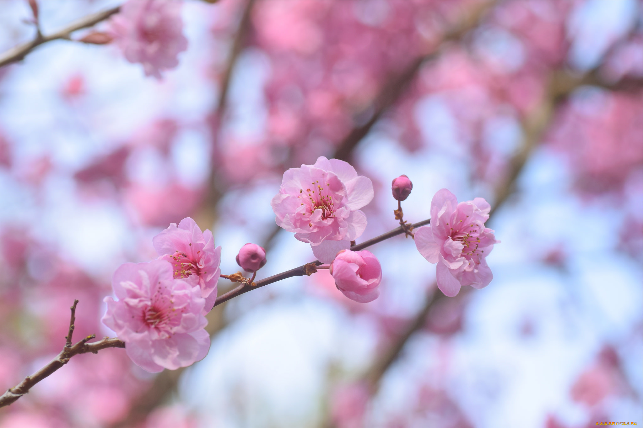 цветы, сакура, , вишня, нежность, макро, розовые, весна, вишня