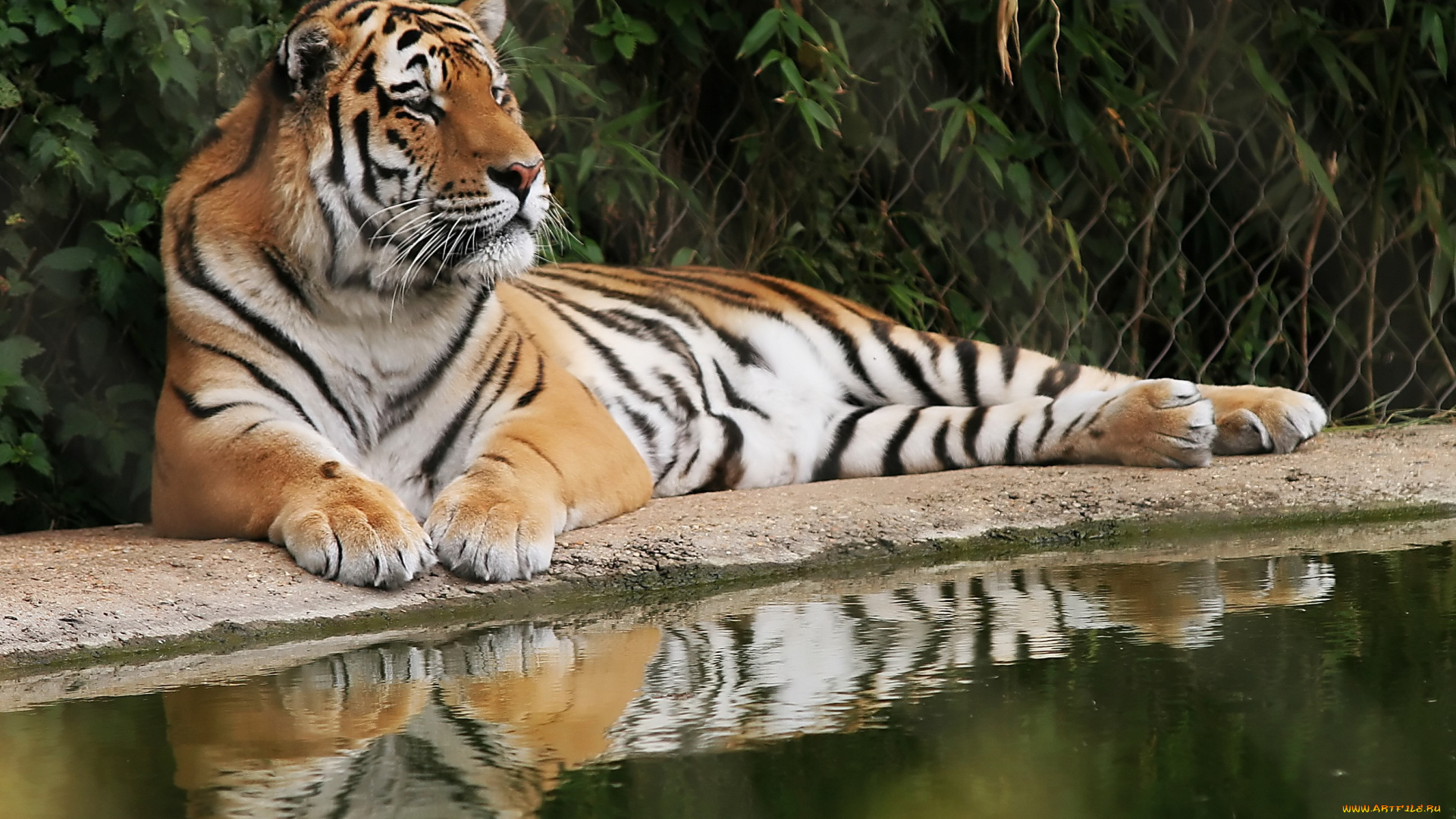 животные, тигры, вода, отдых, тигр, кусты, решетка