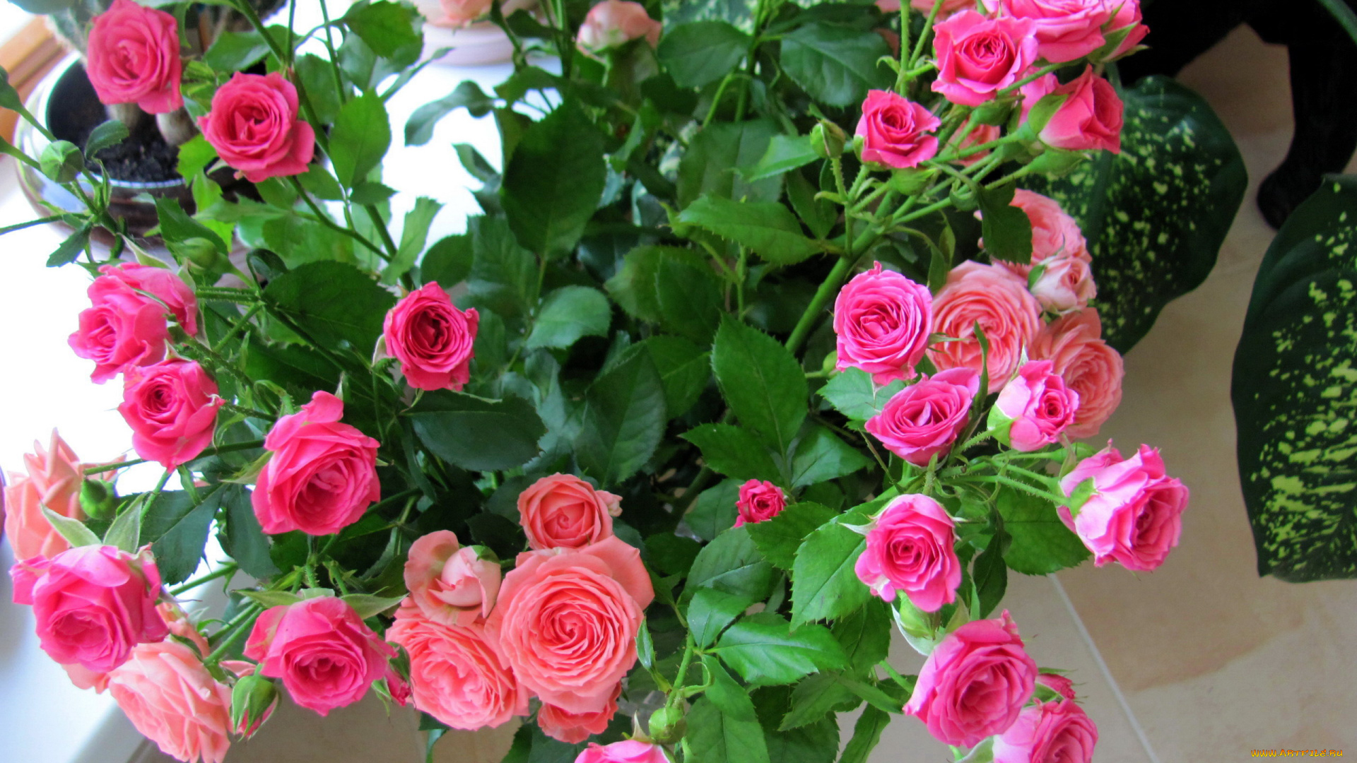 цветы, розы, розовые, бутоны