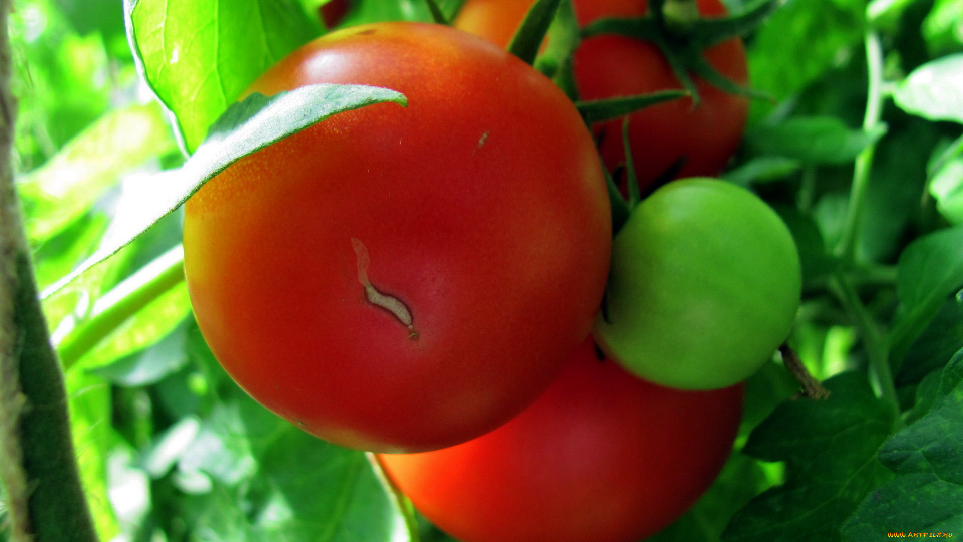 природа, плоды, помидоры