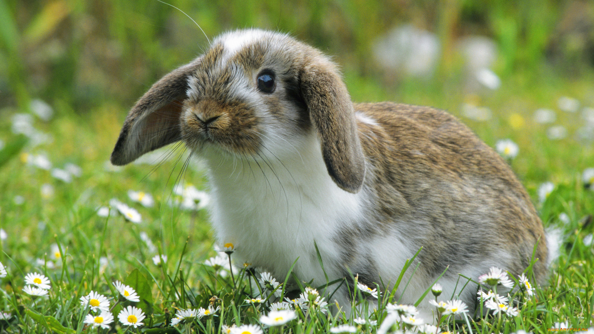животные, кролики, зайцы, цветы, луг, кролик, ромашки