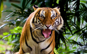 Картинка животные тигры удивленный морда индийский тигр