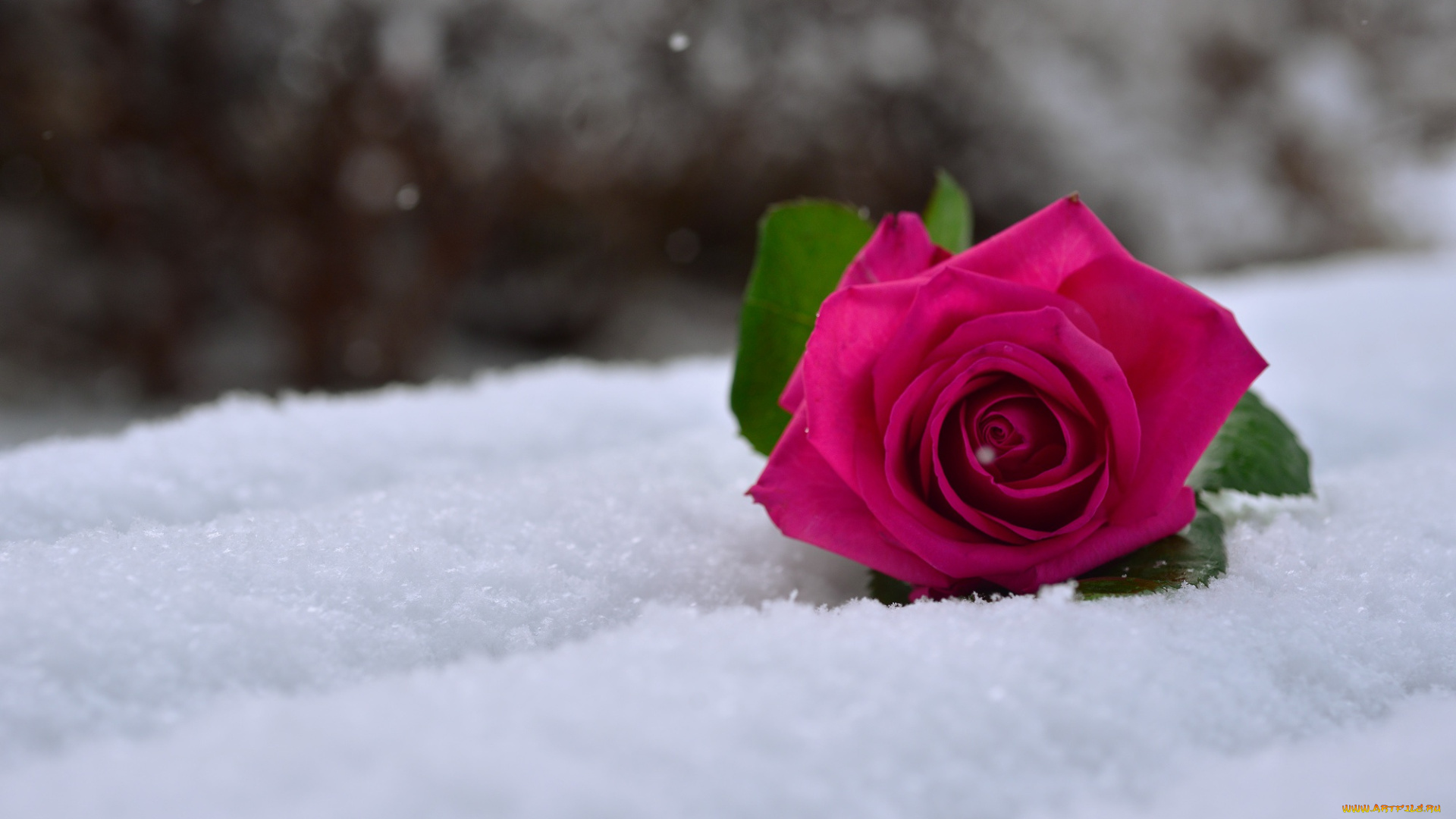 цветы, розы, роза, на, снегу, снег, макро