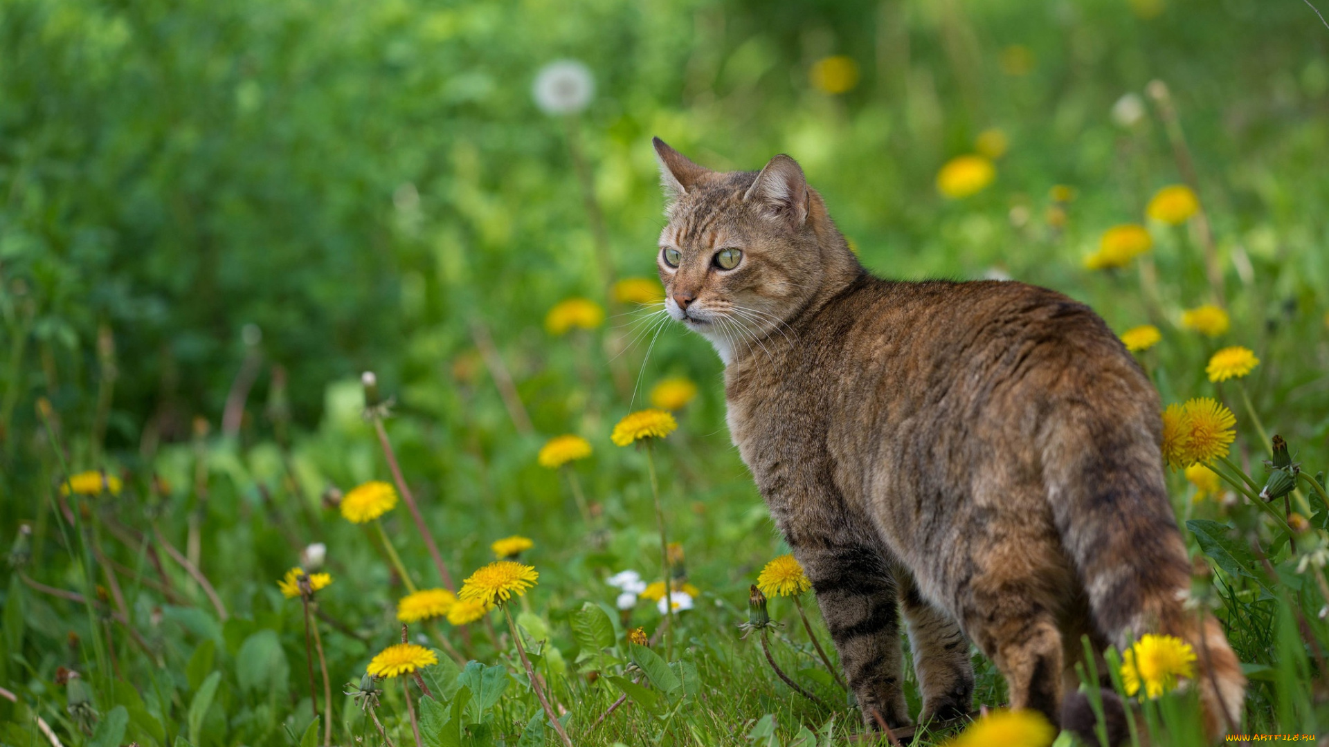 животные, коты, одуванчики, весна, цветы, кот, кошка