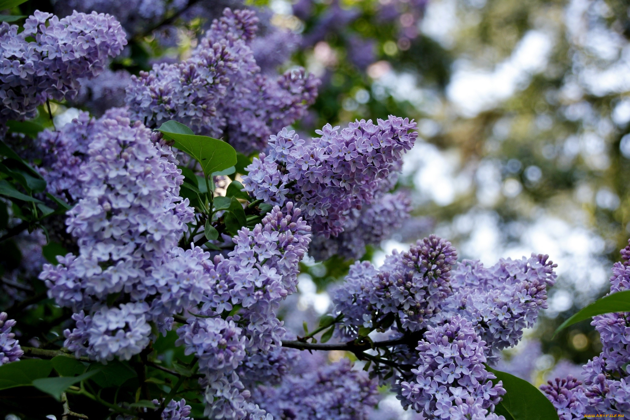 lilac, цветы, сирень, красота, дерево