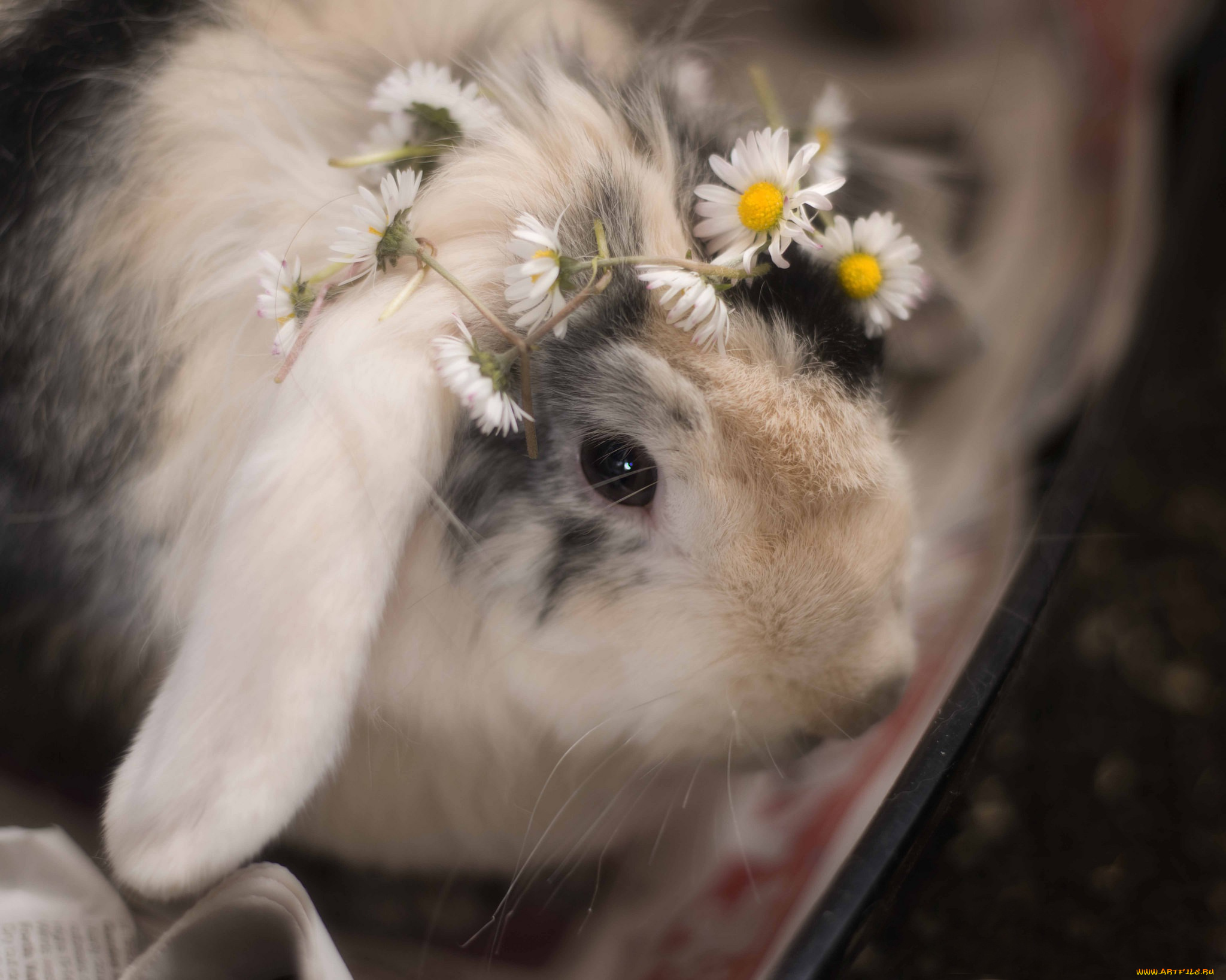 животные, кролики, , зайцы, ромашки, цветы, венок, кролик