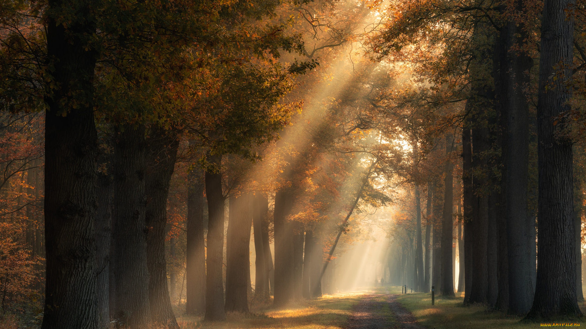 природа, парк, дорога, осень, лес, солнце, лучи, свет, деревья, туман, стволы, листва, утро, дымка, аллея