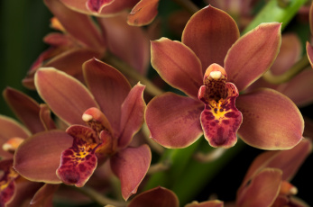 Картинка цветы орхидеи оранжевый лепестки