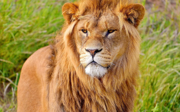 Картинка лев животные львы грива дикая кошка