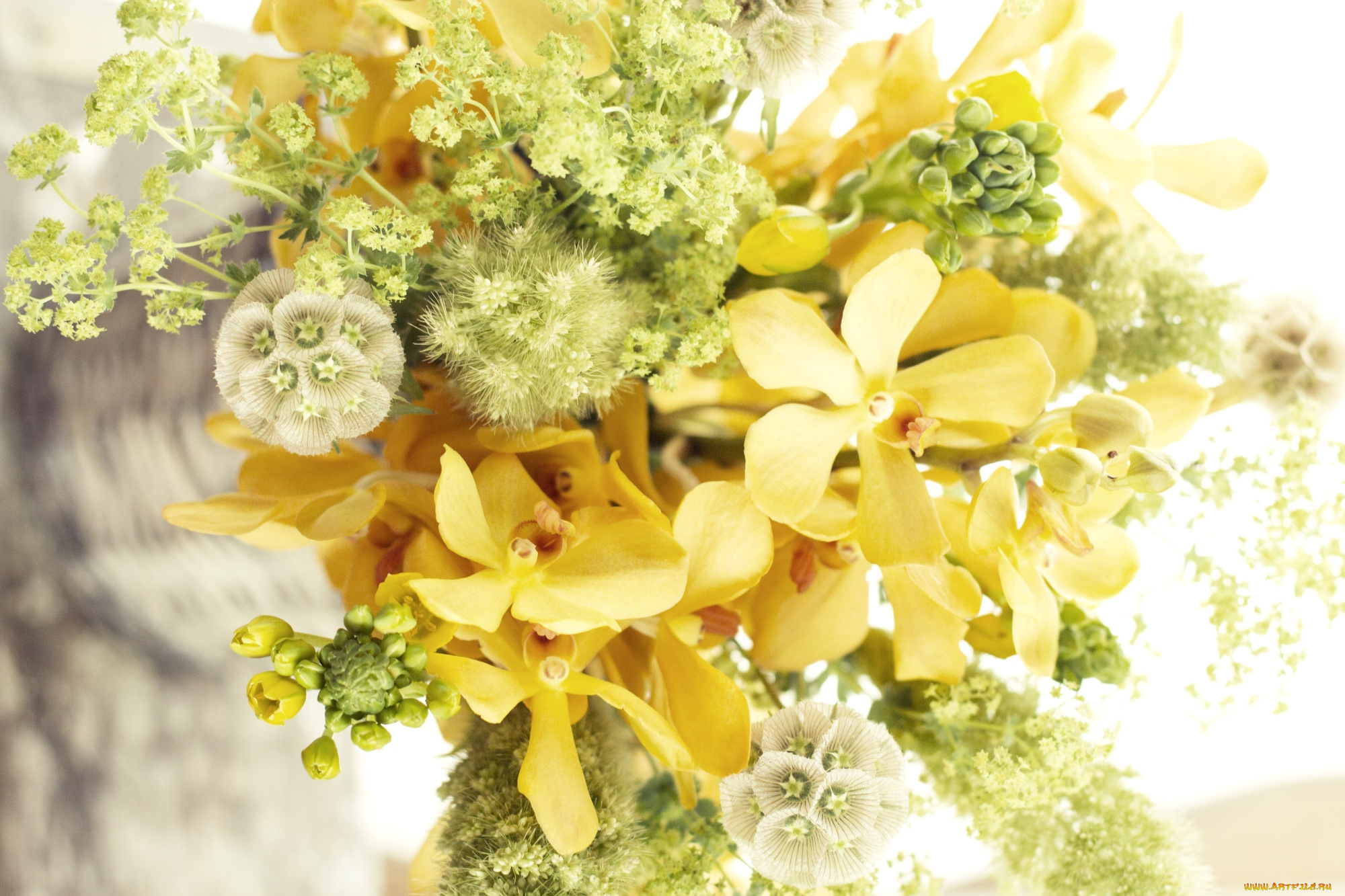 цветы, букеты, композиции, орхидеи, желтый, настроение