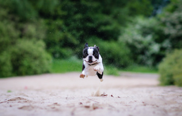 Картинка животные собаки бостон-терьер бег песок