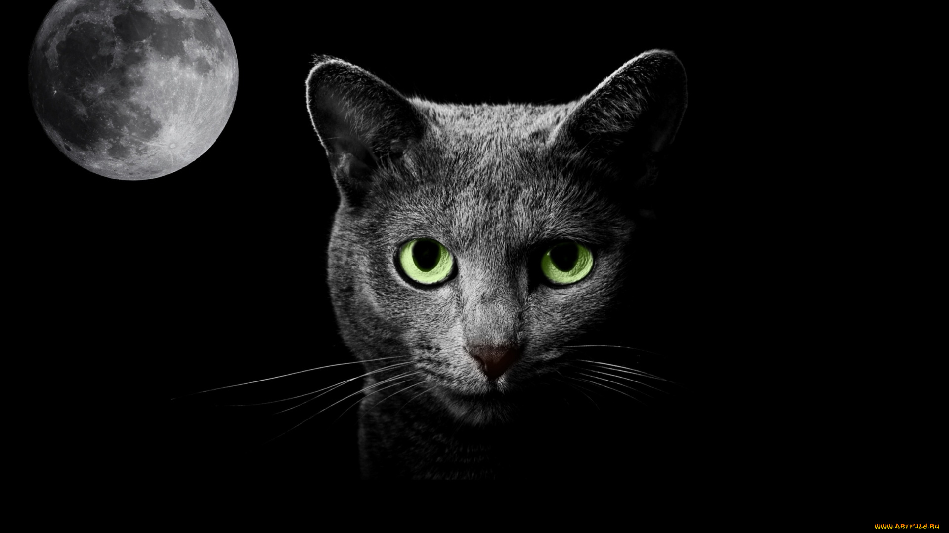 животные, коты, ночь, кошка, луна, фантазия